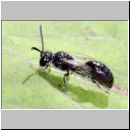 Mimumesa sp - Grabwespe 04a 7mm.jpg